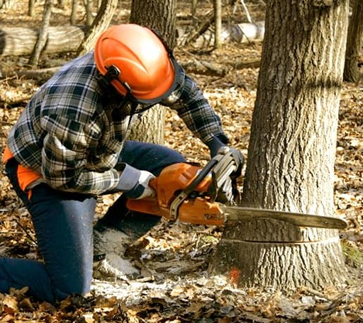 Tree Removal in Quaker Hill, CT
